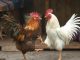 Permainan Sabung Ayam Tradisi Dan Kontroversi